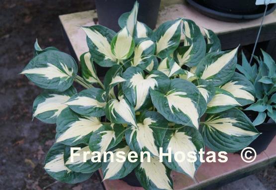 Hosta Pathfinder - Fransen Hostas